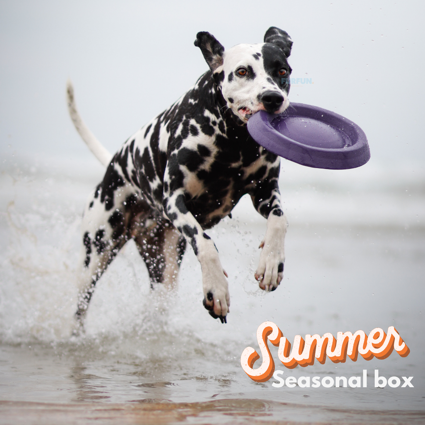 FurFun Beach day box
