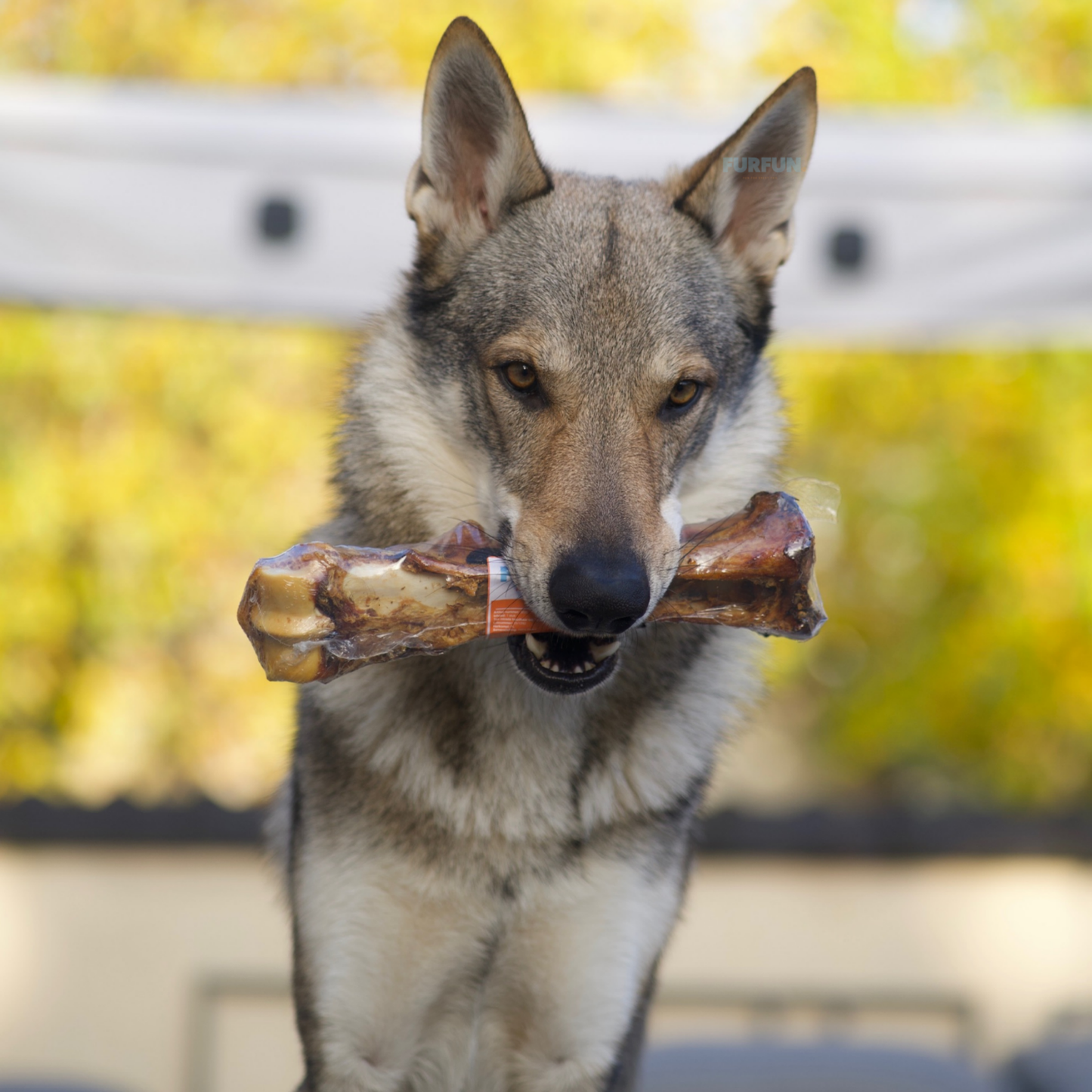 FurFun Chewbox Premium