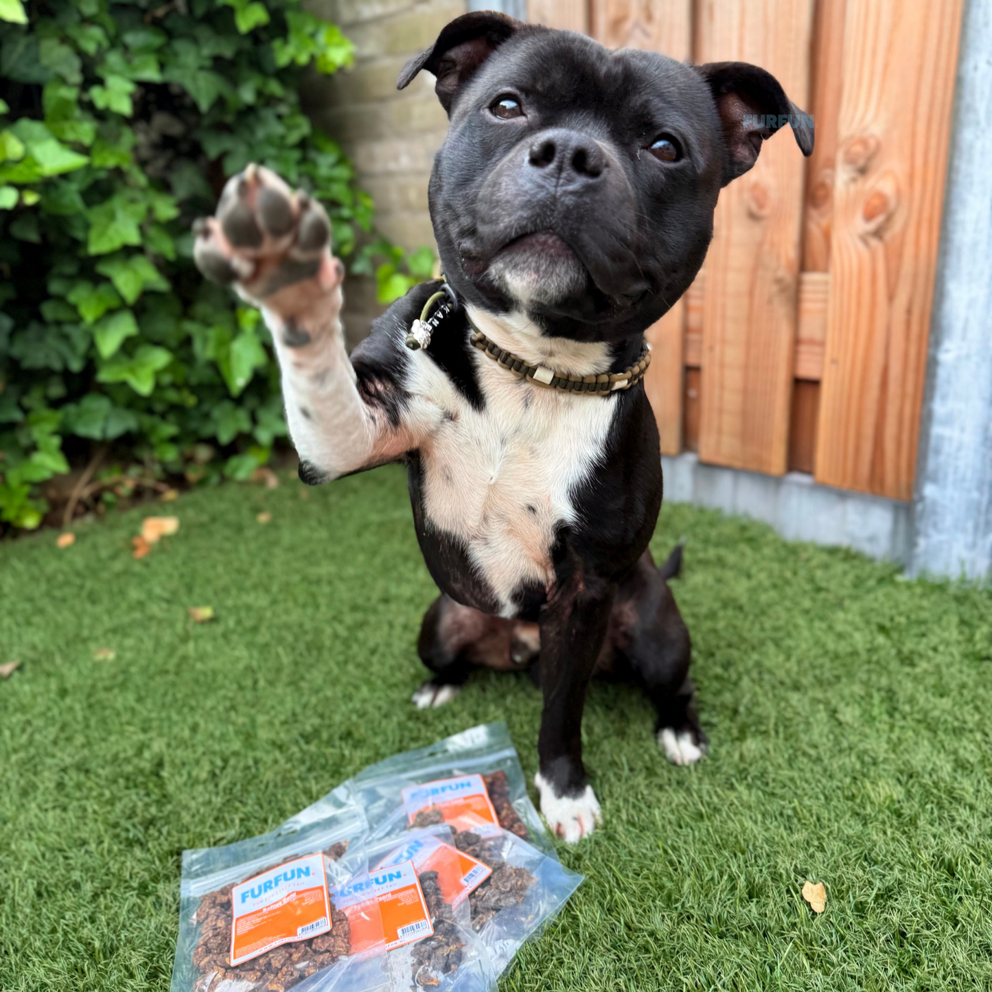 FurFun Trainer box with free clicker!
