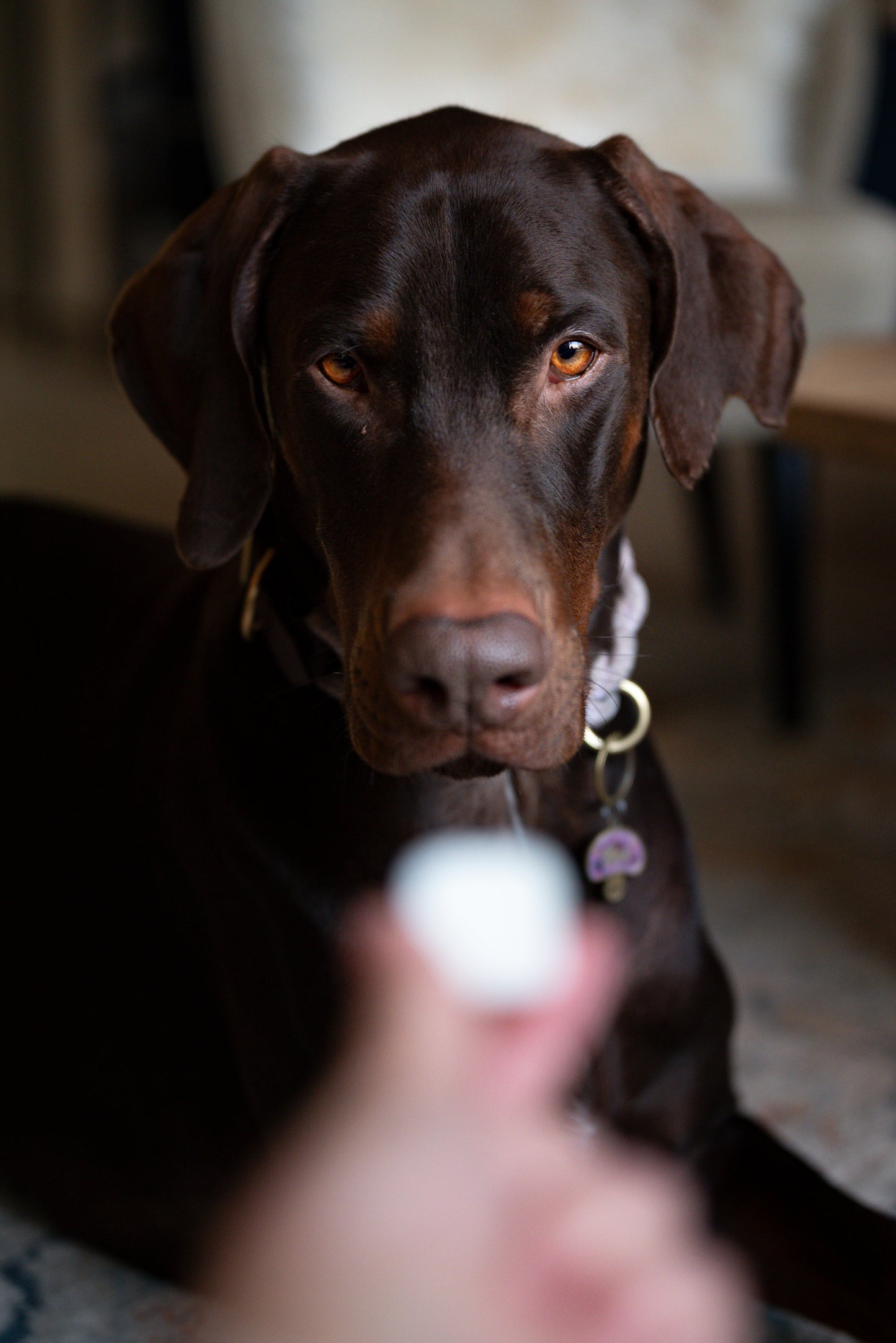 FurFun Schapenvetblokjes met Knoflook