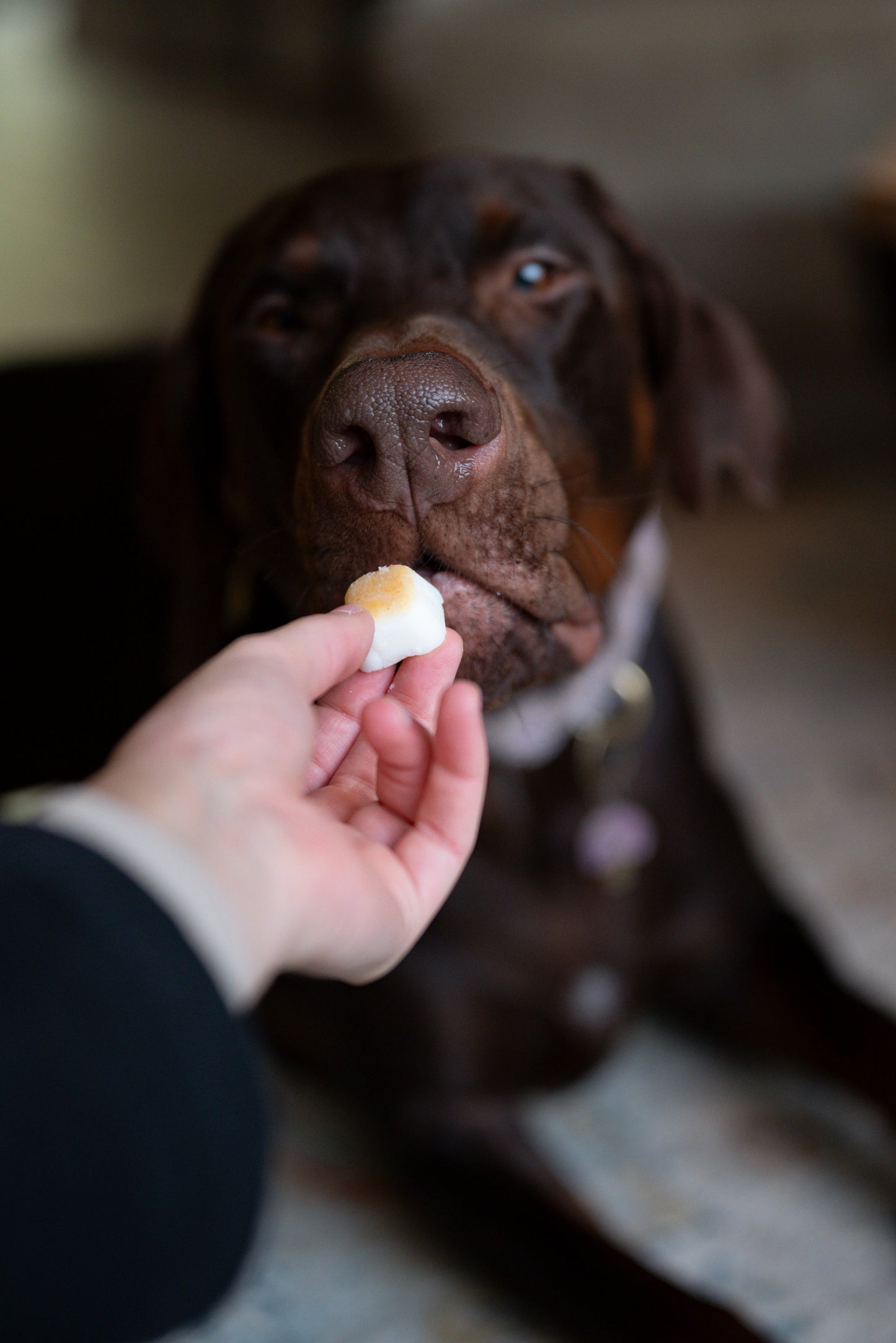 FurFun Schapenvetblokjes met Knoflook